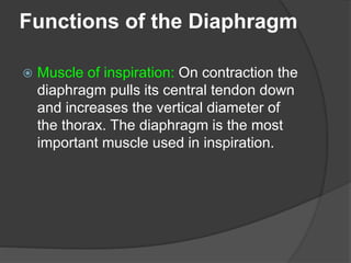 Functions of the Diaphragm
 Muscle of inspiration: On contraction the
diaphragm pulls its central tendon down
and increases the vertical diameter of
the thorax. The diaphragm is the most
important muscle used in inspiration.
 