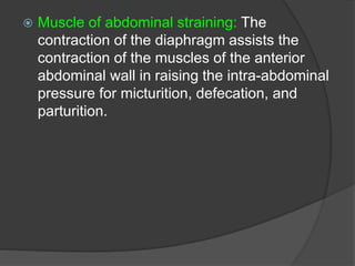  Muscle of abdominal straining: The
contraction of the diaphragm assists the
contraction of the muscles of the anterior
abdominal wall in raising the intra-abdominal
pressure for micturition, defecation, and
parturition.
 