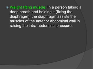  Weight lifting muscle: In a person taking a
deep breath and holding it (fixing the
diaphragm), the diaphragm assists the
muscles of the anterior abdominal wall in
raising the intra-abdominal pressure.
 