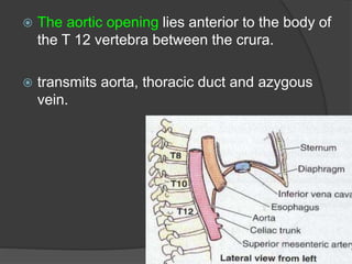  The aortic opening lies anterior to the body of
the T 12 vertebra between the crura.
 transmits aorta, thoracic duct and azygous
vein.
 