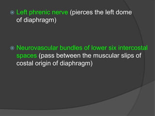  Left phrenic nerve (pierces the left dome
of diaphragm)
 Neurovascular bundles of lower six intercostal
spaces (pass between the muscular slips of
costal origin of diaphragm)
 