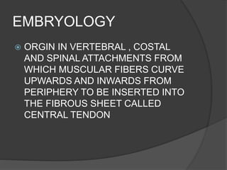 EMBRYOLOGY
 ORGIN IN VERTEBRAL , COSTAL
AND SPINAL ATTACHMENTS FROM
WHICH MUSCULAR FIBERS CURVE
UPWARDS AND INWARDS FROM
PERIPHERY TO BE INSERTED INTO
THE FIBROUS SHEET CALLED
CENTRAL TENDON
 
