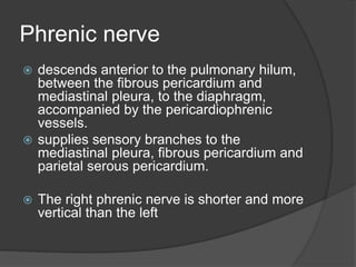 Phrenic nerve
 descends anterior to the pulmonary hilum,
between the fibrous pericardium and
mediastinal pleura, to the diaphragm,
accompanied by the pericardiophrenic
vessels.
 supplies sensory branches to the
mediastinal pleura, fibrous pericardium and
parietal serous pericardium.
 The right phrenic nerve is shorter and more
vertical than the left
 