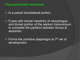 Pleuroperitoneal membrane
 Is a paired dorsolateral portion
 Fuses with dorsal mesentry of oesophagus
and dorsal portion of the septum transversum
to complete the partition between thorax &
abdomen.
 Forms the primitive diaphragm at 7th wk of
development.
 