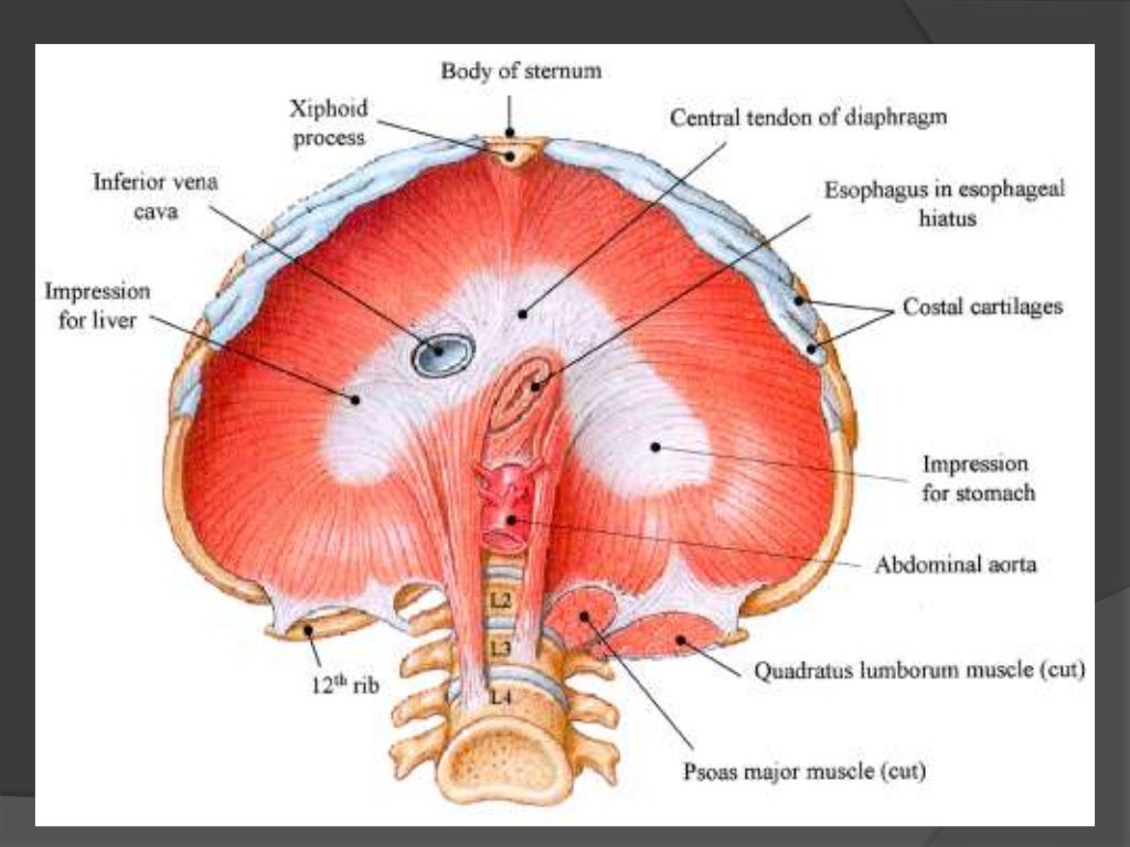 The diaphragm anatomy & embryology