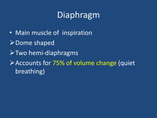 Steps After The Diaphragm Contracts