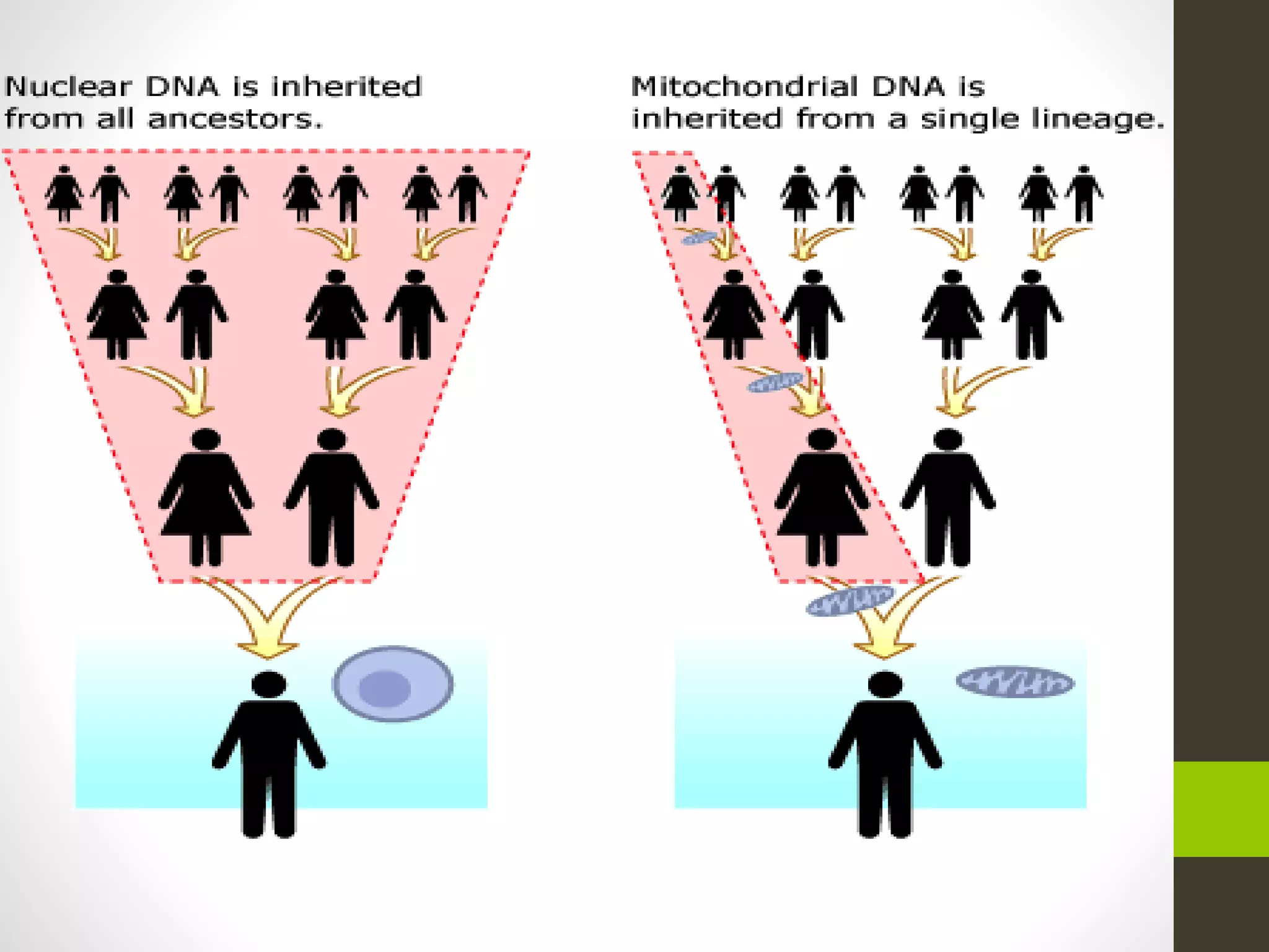 The different pattern of inheritance | PPT