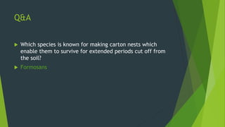 The difference between eastern &amp; formosan subterranean termites | PPT