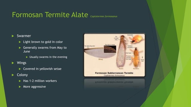 The difference between eastern &amp; formosan subterranean termites | PPT