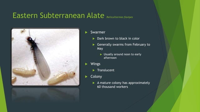 The difference between eastern &amp; formosan subterranean termites | PPT
