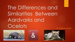 The Differences and
Similarities Between
Aardvarks and
Ocelots

BY ADEN EL-ANSARI

 