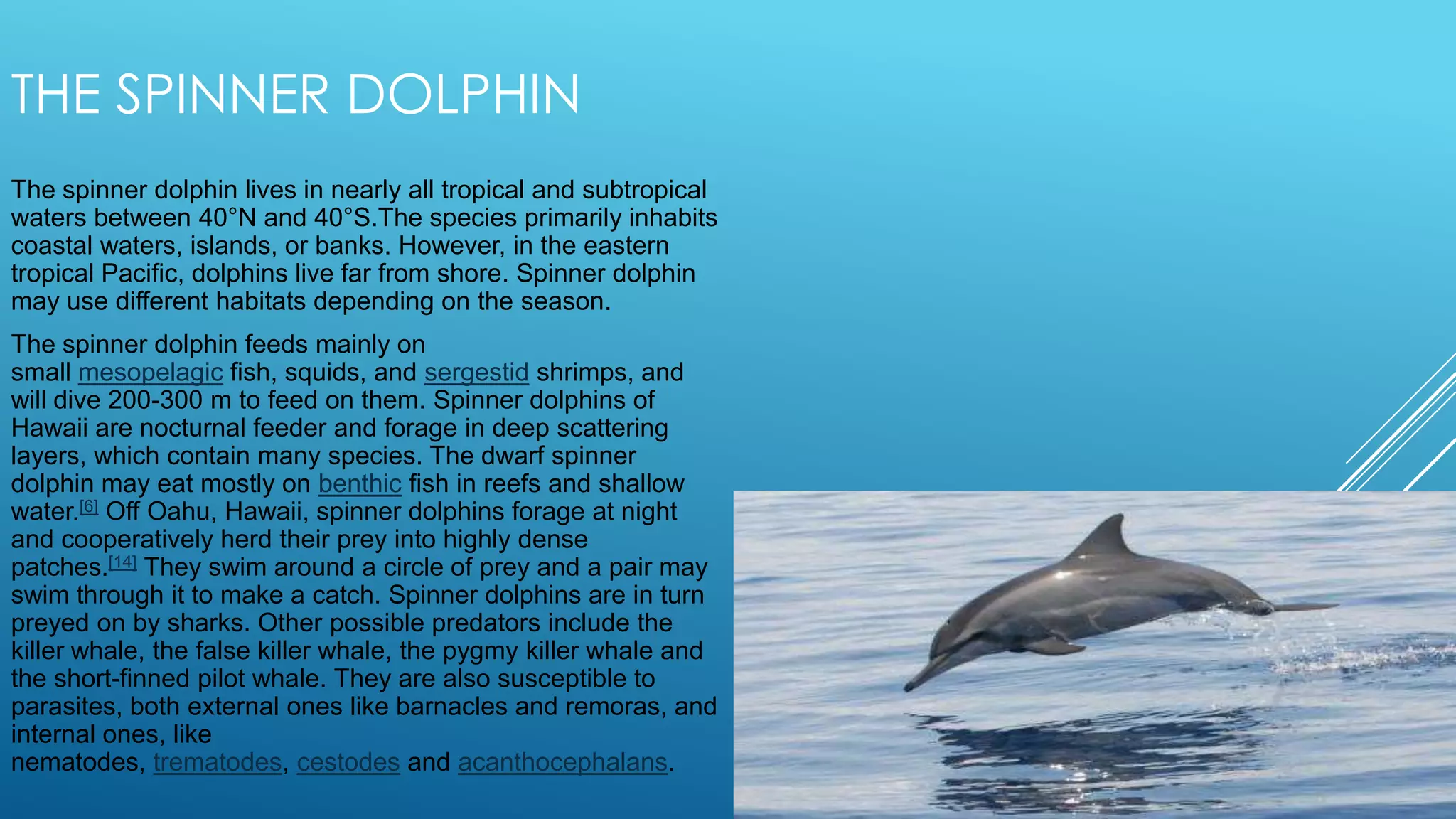 THE SPINNER DOLPHIN
The spinner dolphin lives in nearly all tropical and subtropical
waters between 40°N and 40°S.The species primarily inhabits
coastal waters, islands, or banks. However, in the eastern
tropical Pacific, dolphins live far from shore. Spinner dolphin
may use different habitats depending on the season.
The spinner dolphin feeds mainly on
small mesopelagic fish, squids, and sergestid shrimps, and
will dive 200-300 m to feed on them. Spinner dolphins of
Hawaii are nocturnal feeder and forage in deep scattering
layers, which contain many species. The dwarf spinner
dolphin may eat mostly on benthic fish in reefs and shallow
water.[6] Off Oahu, Hawaii, spinner dolphins forage at night
and cooperatively herd their prey into highly dense
patches.[14] They swim around a circle of prey and a pair may
swim through it to make a catch. Spinner dolphins are in turn
preyed on by sharks. Other possible predators include the
killer whale, the false killer whale, the pygmy killer whale and
the short-finned pilot whale. They are also susceptible to
parasites, both external ones like barnacles and remoras, and
internal ones, like
nematodes, trematodes, cestodes and acanthocephalans.

 