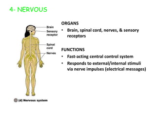 External Organs Of The Body And Their Functions