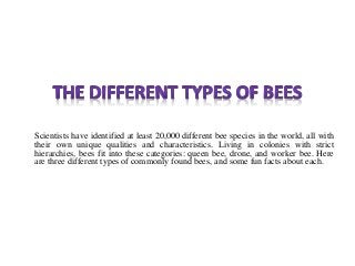 Scientists have identified at least 20,000 different bee species in the world, all with
their own unique qualities and characteristics. Living in colonies with strict
hierarchies, bees fit into these categories: queen bee, drone, and worker bee. Here
are three different types of commonly found bees, and some fun facts about each.
 