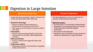 Haustral Activity The Digestion and Absorption of Food.pptx