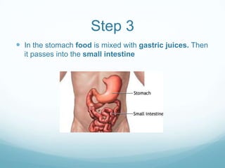 Step 3
 In the stomach food is mixed with gastric juices. Then
  it passes into the small intestine
 
