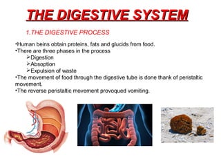 THE DIGESTIVE SYSTEMTHE DIGESTIVE SYSTEM
•Human beins obtain proteins, fats and glucids from food.
•There are three phases in the process
Digestion
Absoption
Expulsion of waste
•The movement of food through the digestive tube is done thank of peristaltic
movement.
•The reverse peristaltic movement provoqued vomiting.
1.THE DIGESTIVE PROCESS
 
