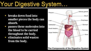 The Digestive Journey The Digestive Journey