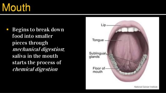 The Digestive Journey