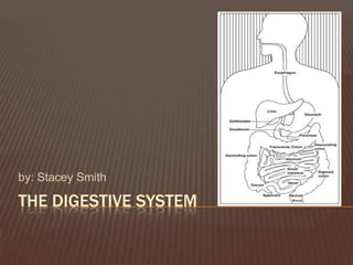 The digestive system by: Stacey Smith 