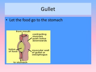 Gullet
• Let the food go to the stomach
 