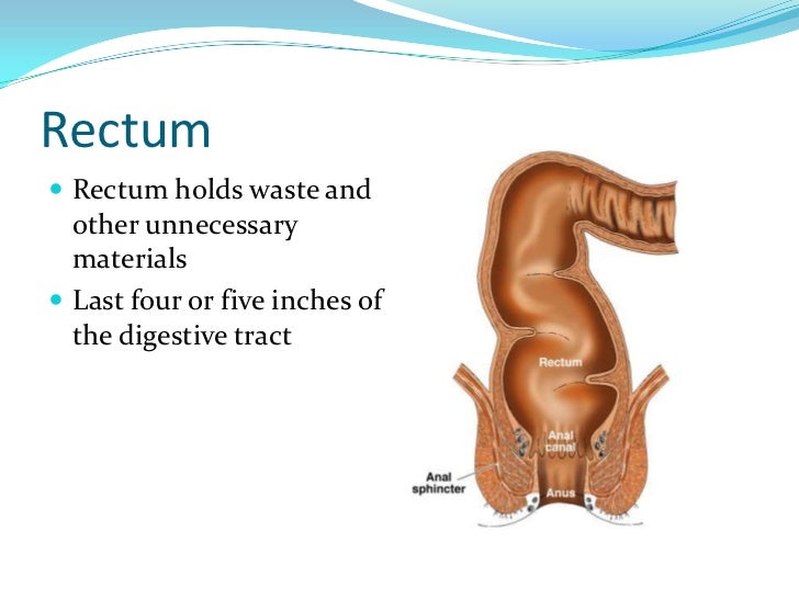 Drag strip deaths Function of the human anus