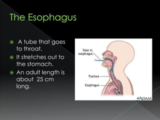 The Esophagus A tube that goes to throat.It stretches out to the stomach.An adult length is about  25 cm long.