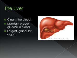 The LiverCleans the blood.Maintain proper glucose in blood.Largest  glandular organ.