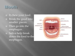 MouthIt chew your food.Break the good into smaller  pieces.Then go into the esophagus.  Saliva help break down the food to the esophagus.