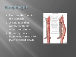 EsophagusHelp get the food to the stomach.A long tube that connect with the mouth and stomach.It use rhythmic muscle movements to push the food down.