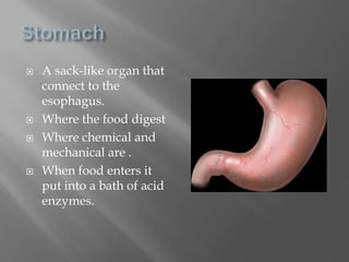 StomachA sack-like organ that connect to the esophagus.Where the food digestWhere chemical and mechanical are . When food enters it put into a bath of acid enzymes.