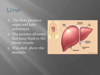 Liver The liver produce sugar and fatty  substances.The secretes albumin that keep fluid in the blood vessels.It located  above the stomach. 
