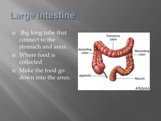 Large intestine Big long tube that connect to the stomach and anus.Where food is collected Make the food go down into the anus.