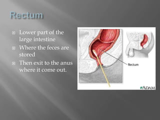 RectumLower part of the large intestineWhere the feces are storedThen exit to the anus where it come out.