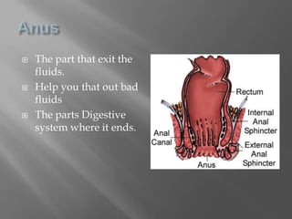 AnusThe part that exit the fluids.Help you that out bad fluidsThe parts Digestive system where it ends.