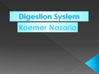 Digestion System Roemer Nazario 