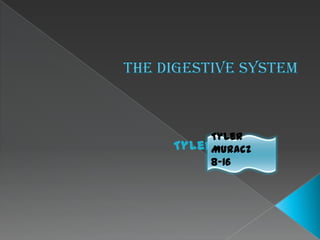 The Digestive System Tyler Muracz 8-16 Tyler Muracz 8-16 