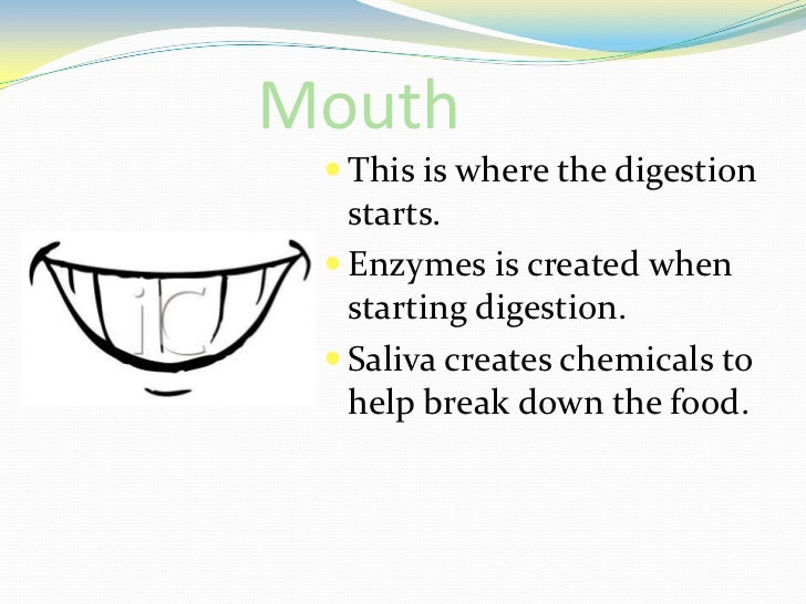 The digestive system jennily