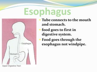 EsophagusTube connects to the mouth and stomach.food goes to first in digestive system.Food goes through the esophagus not windpipe.