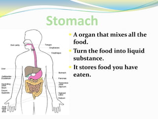 StomachA organ that mixes all the food.Turn the food into liquid substance.It stores food you have eaten.