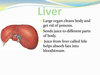 LiverLarge organ cleans body and get rid of poisons.Sends juice to different parts of body. Juice from liver called bile helps absorb fats into bloodstream.