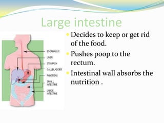 Large intestineDecides to keep or get rid of the food.Pushes poop to the rectum.Intestinal wall absorbs the nutrition .