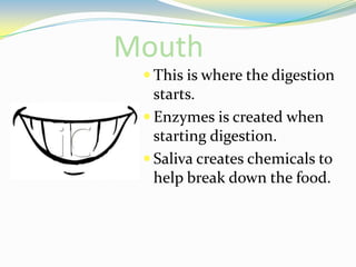 MouthThis is where the digestion starts.Enzymes is created when starting digestion.Saliva creates chemicals to help break down the food.