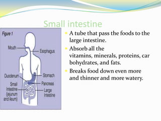 Small intestineA tube that pass the foods to the large intestine.Absorb all the vitamins, minerals, proteins, carbohydrates, and fats.Breaks food down even more and thinner and more watery. 
