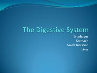 The Digestive System Esophagus Stomach Small Intestine Liver 