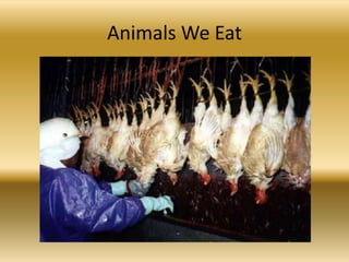 Animals We Eat
 