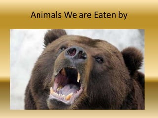 Animals We are Eaten by
 