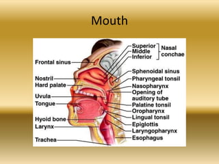 Mouth
 