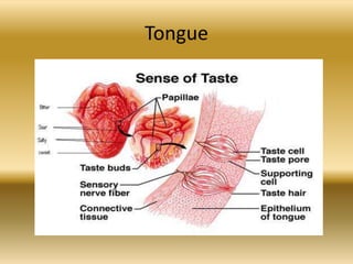 Tongue
 