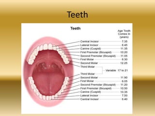 Teeth
 